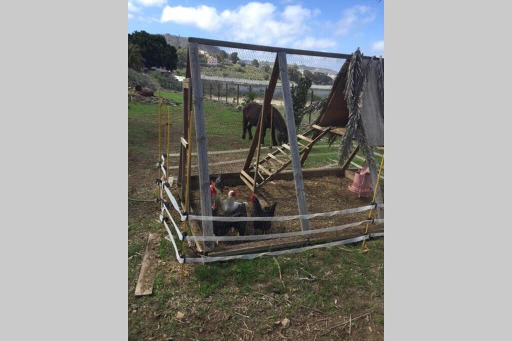Appartamento Casita Bioclimatica En El Campo Arucas Esterno foto